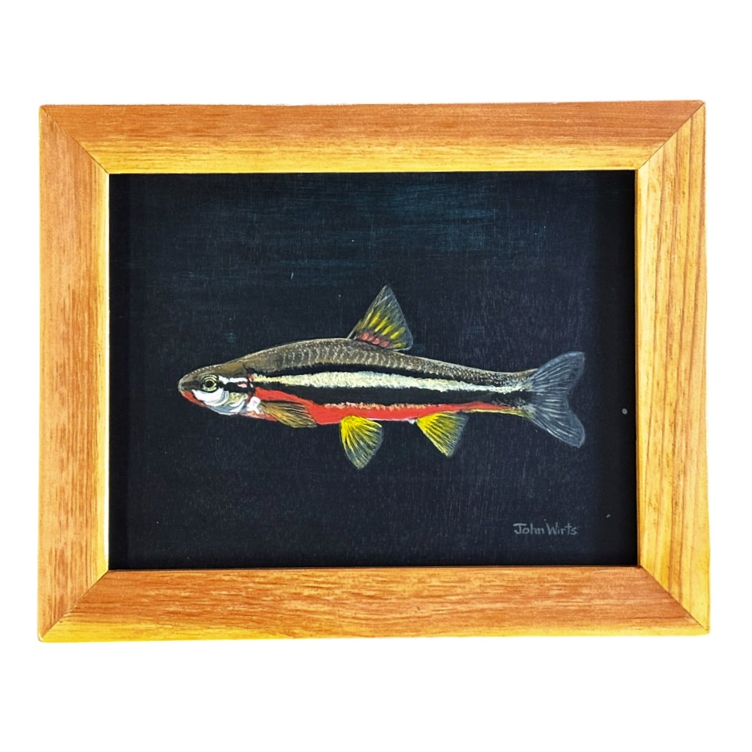 Southern Red Bellied Dace