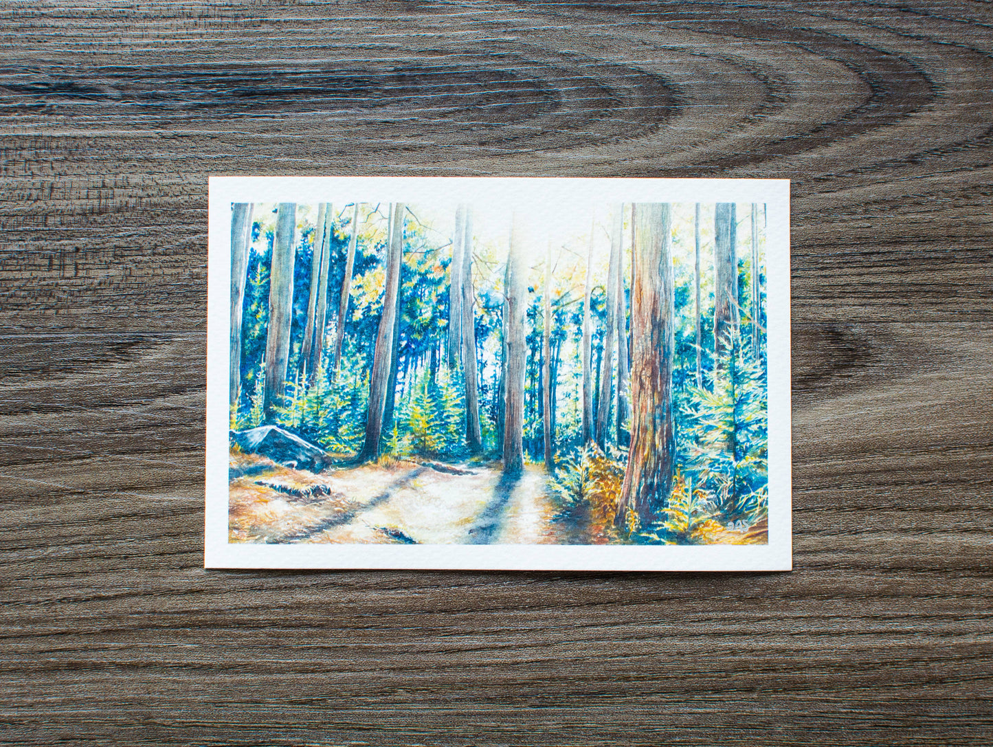 Dolly Sods Forest Shadow Print: 10" x 8"