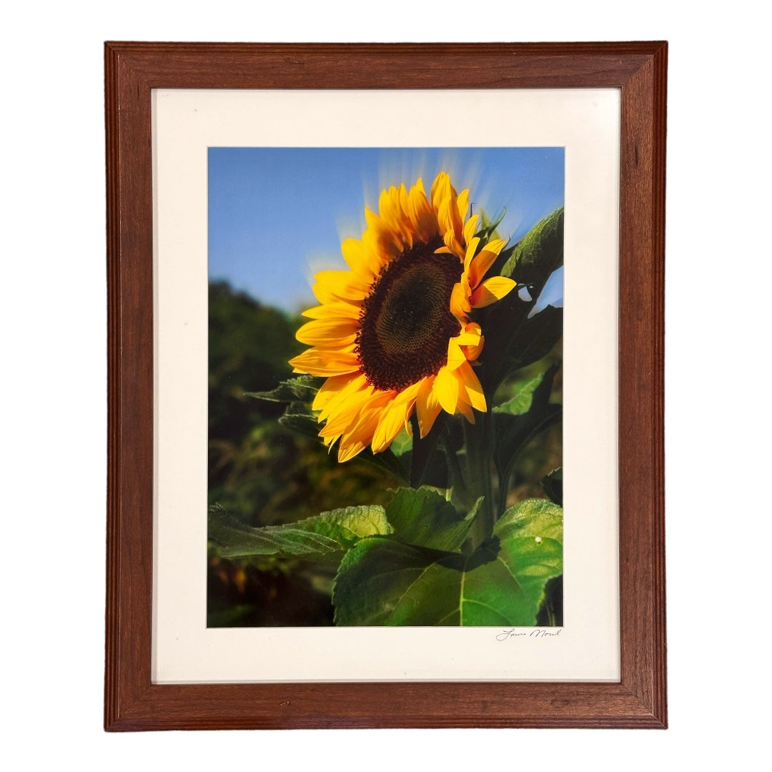 Single Sunflowwr
