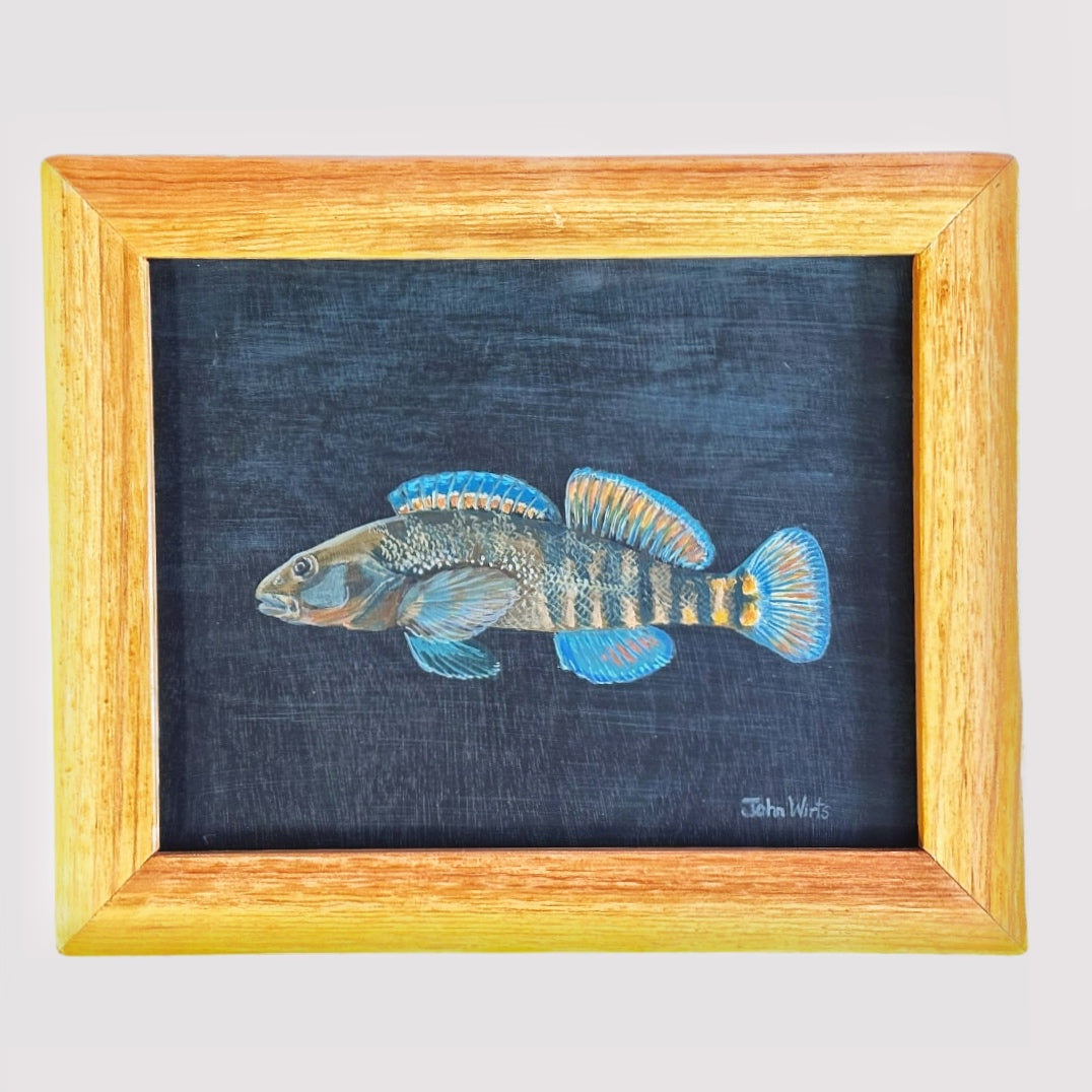 Rainbow Darter
