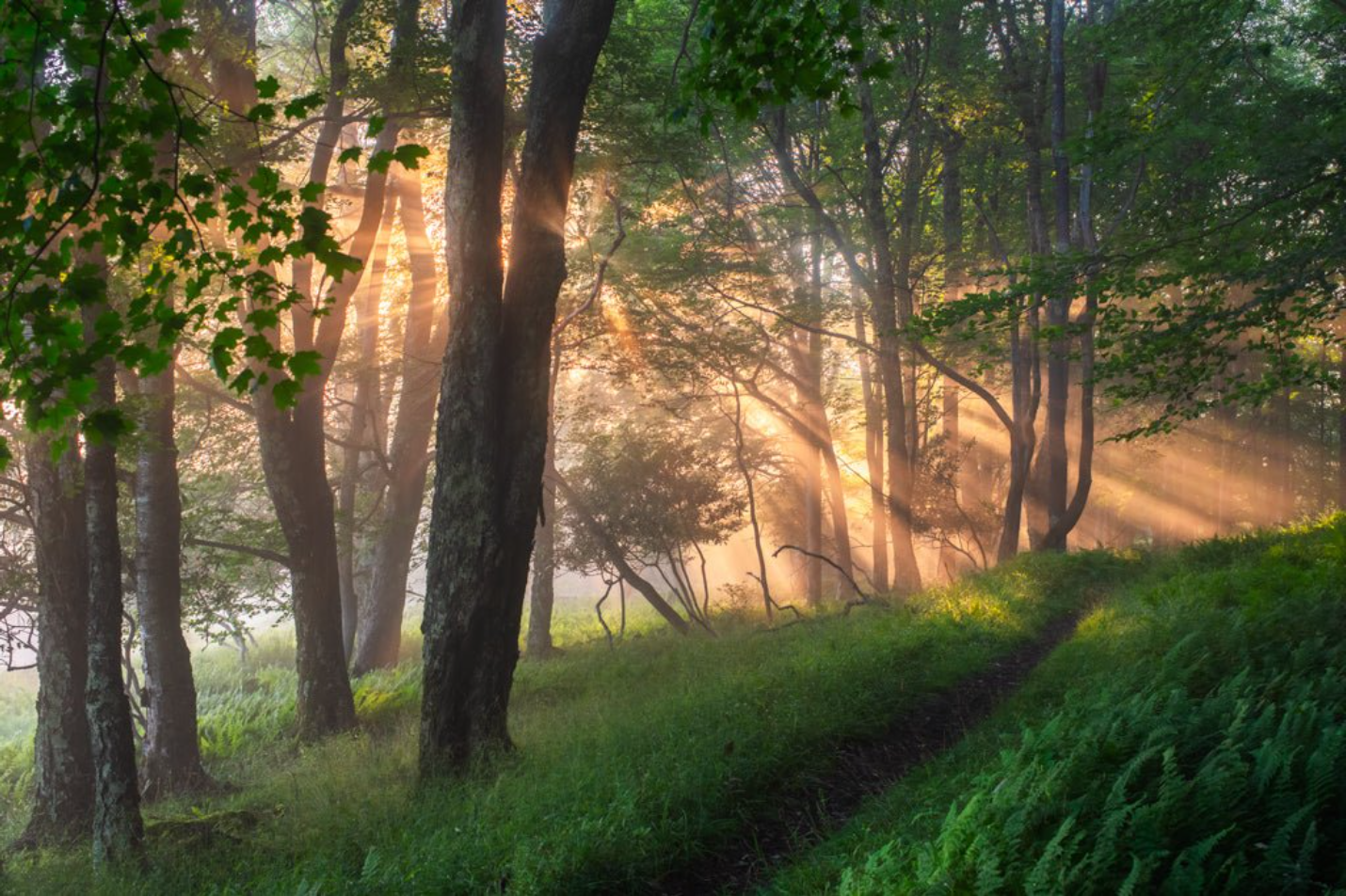 Daybreak on the Blackwater