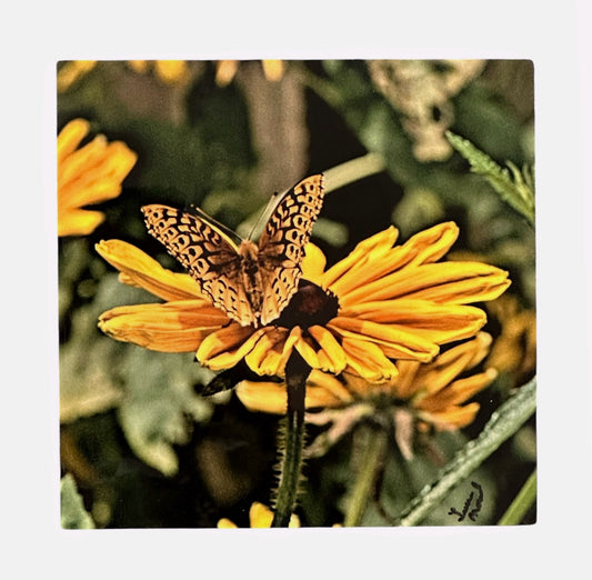 Butterfly & Flower