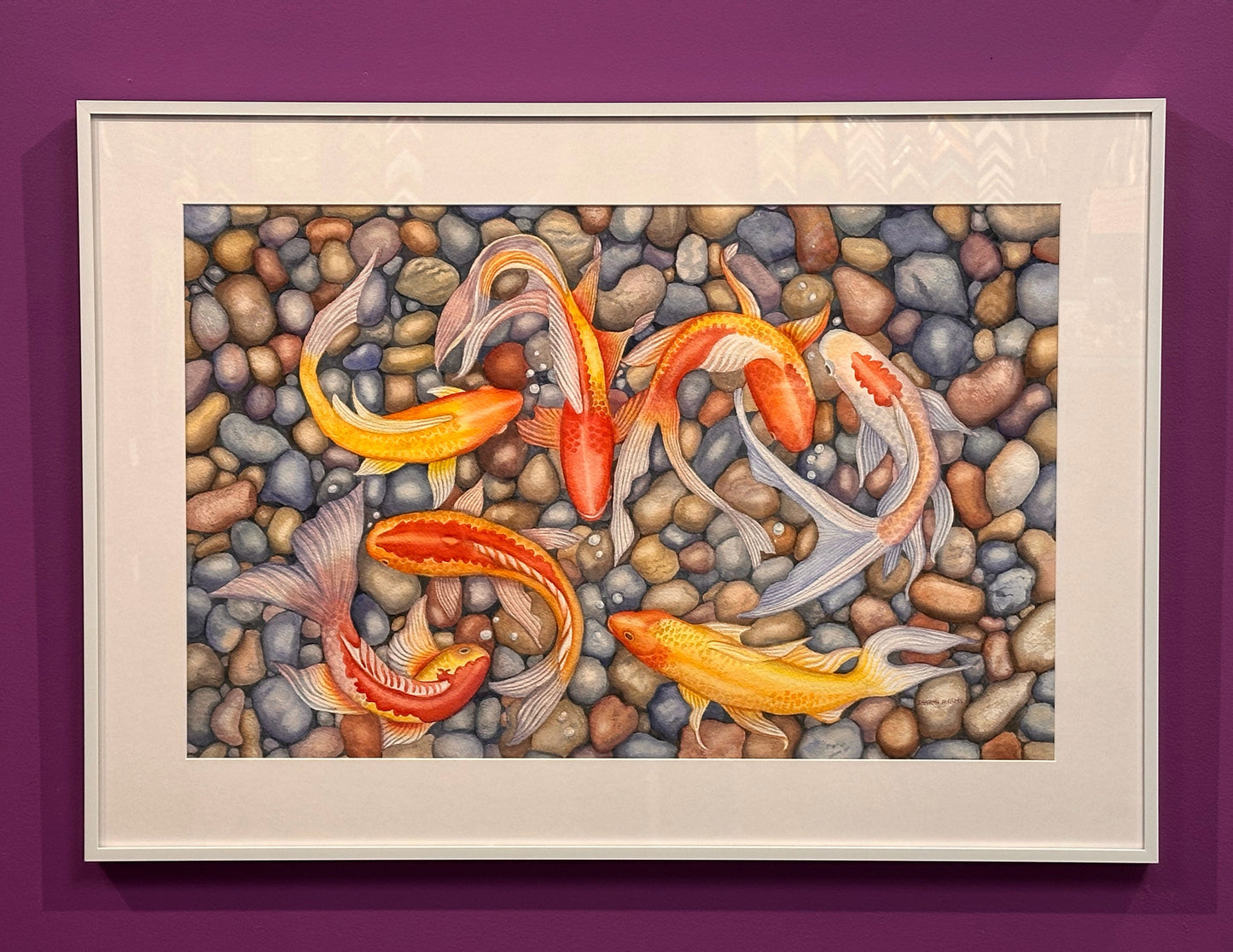 Koi Over Colorful Rocks