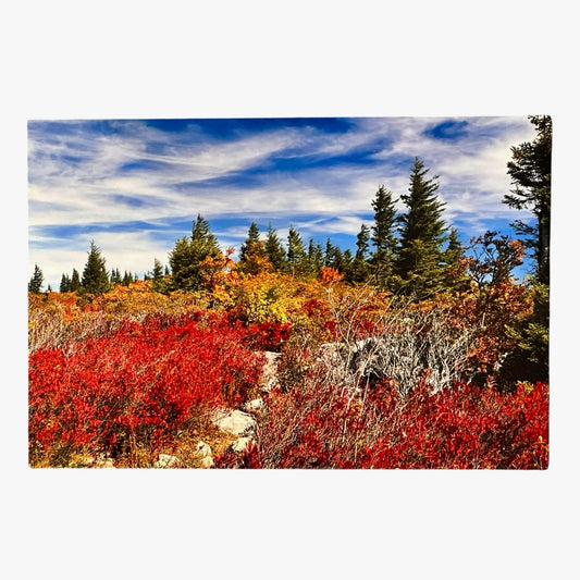 Dolly Sods Fall