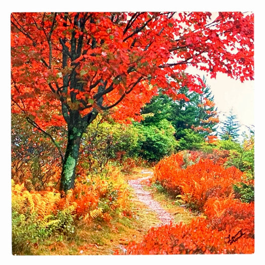 Autumn Path