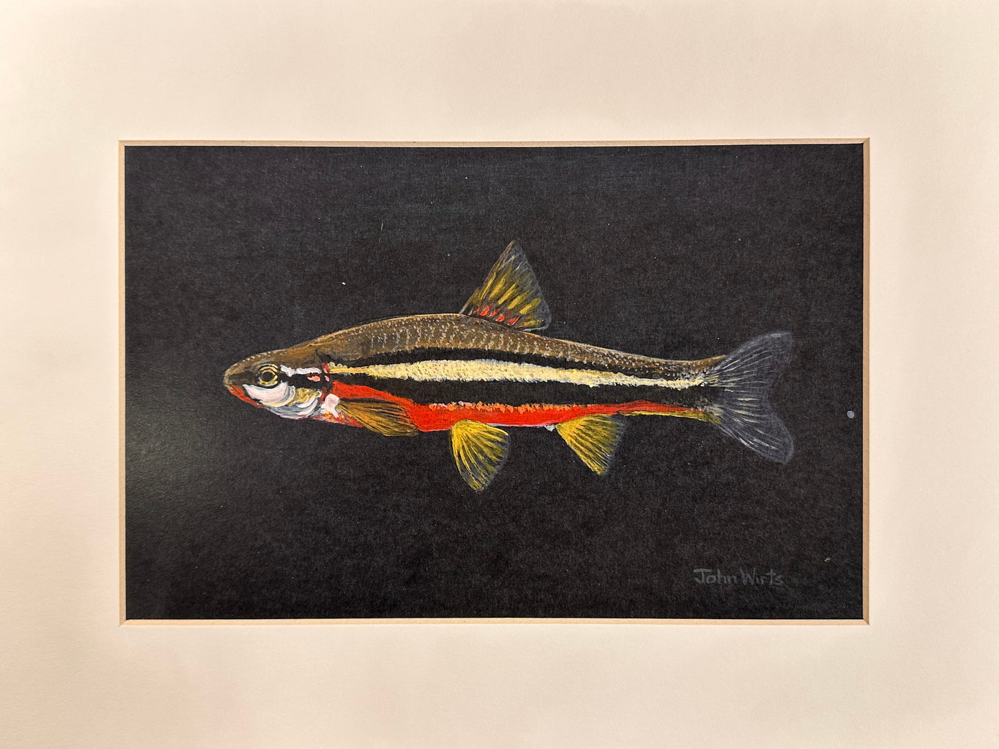 Print-Red Bellied Dace