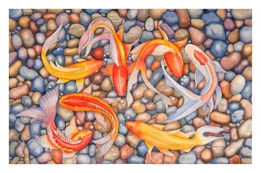 Koi Over Colorful Rocks