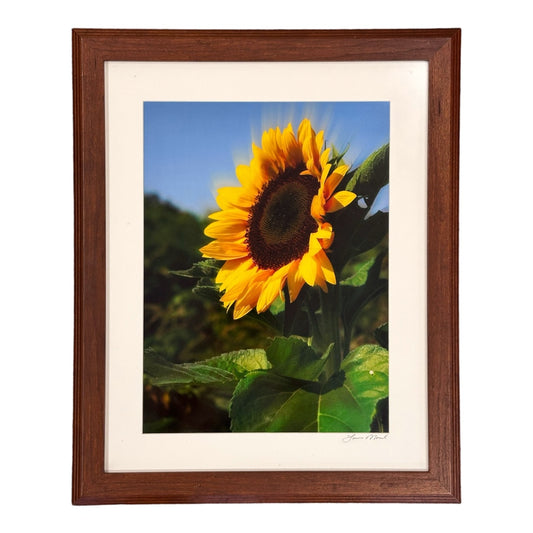 Single Sunflowwr