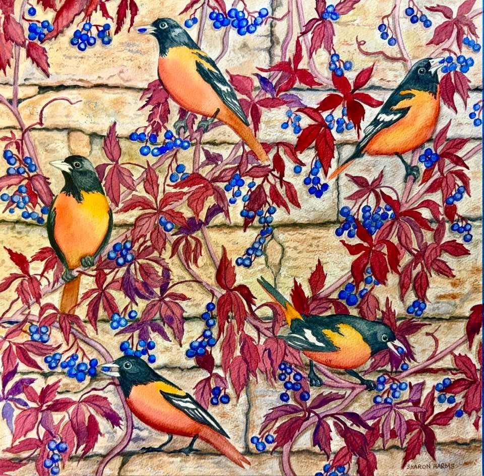 Orioles on Grapevine