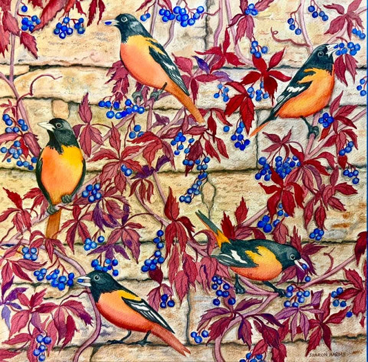 Orioles on Grapevine