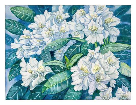 White Rhododendrons
