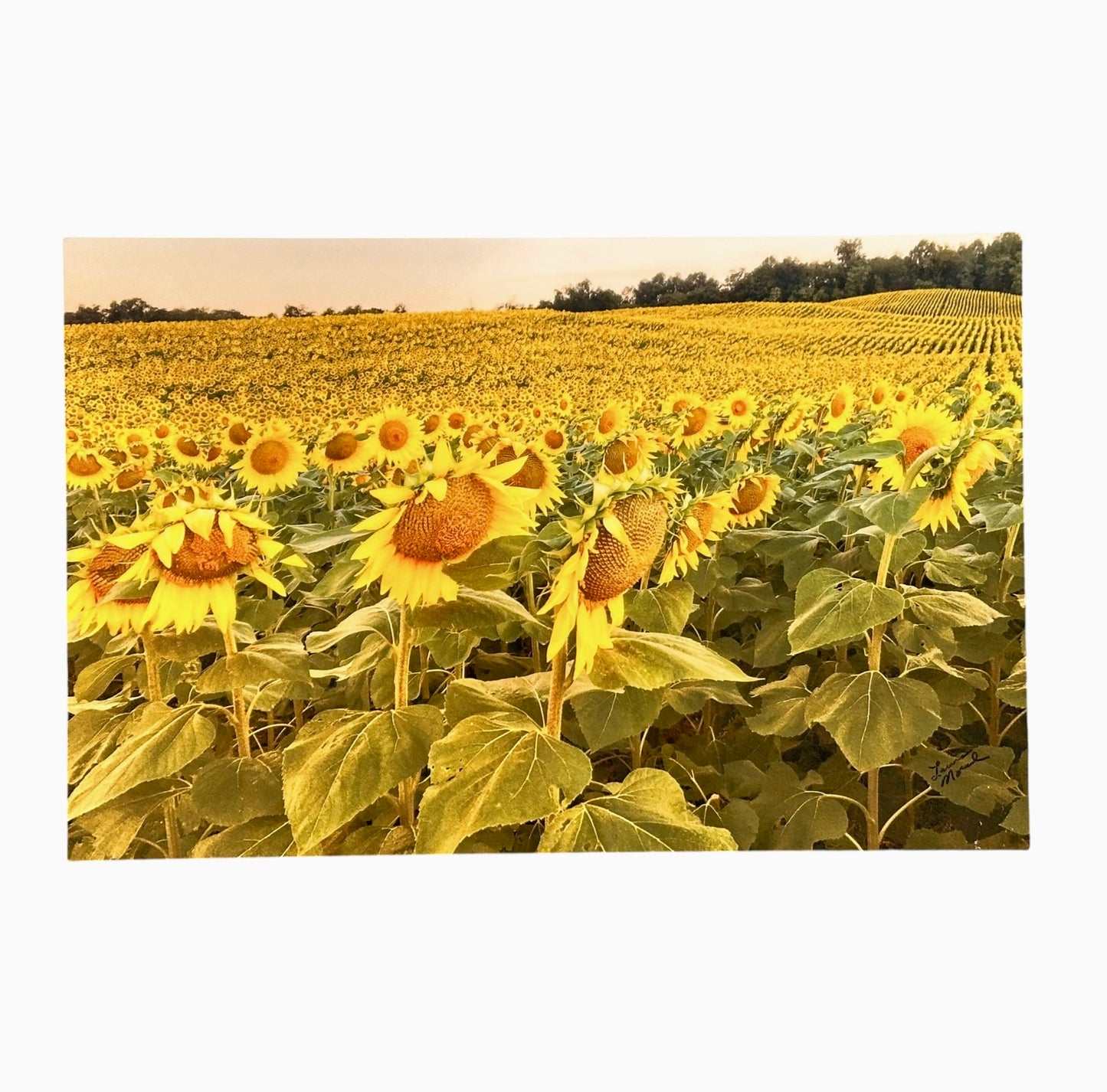 Sunflower Field