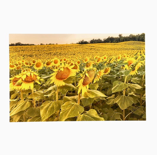Sunflower Field