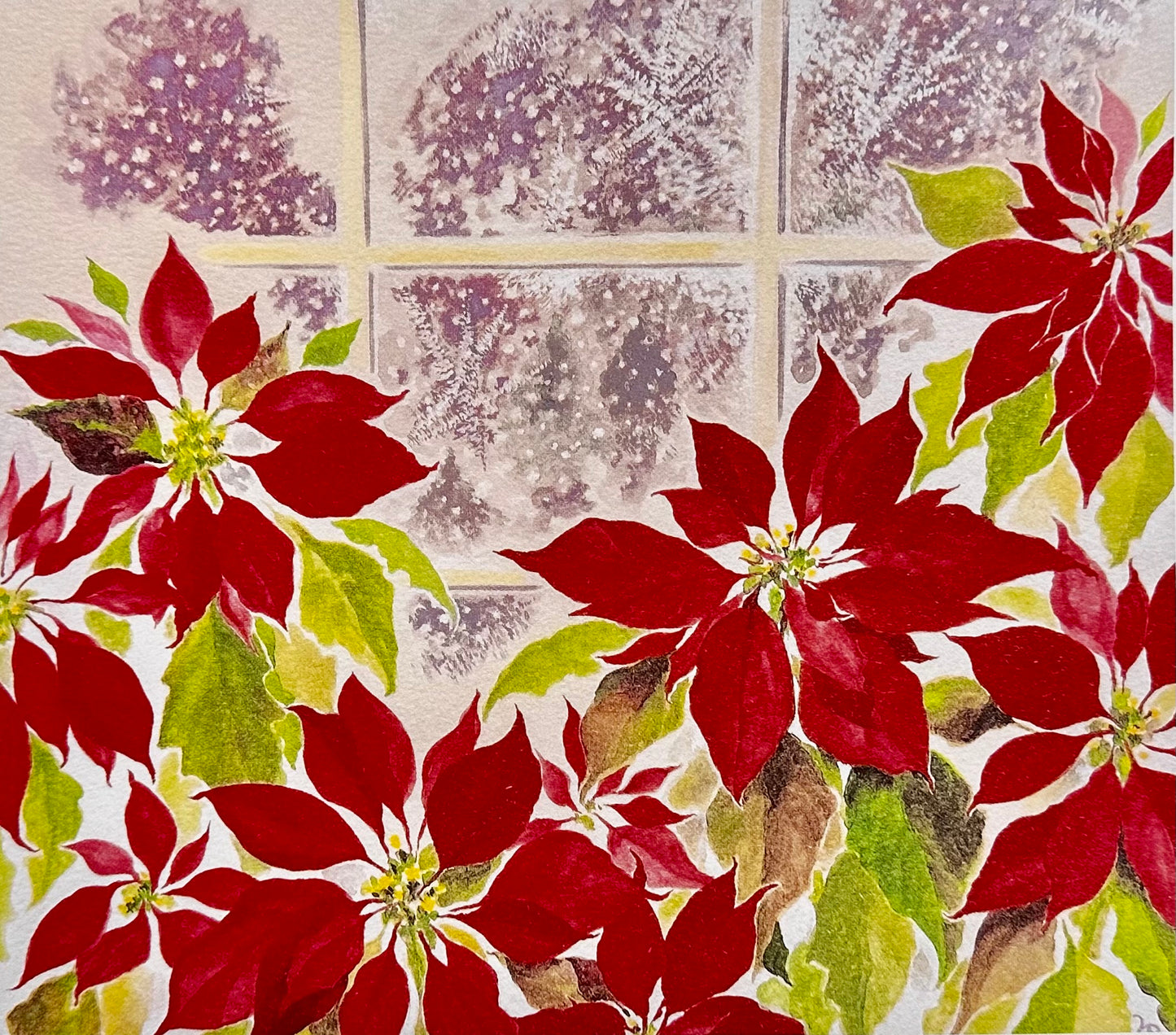 Poinsettias