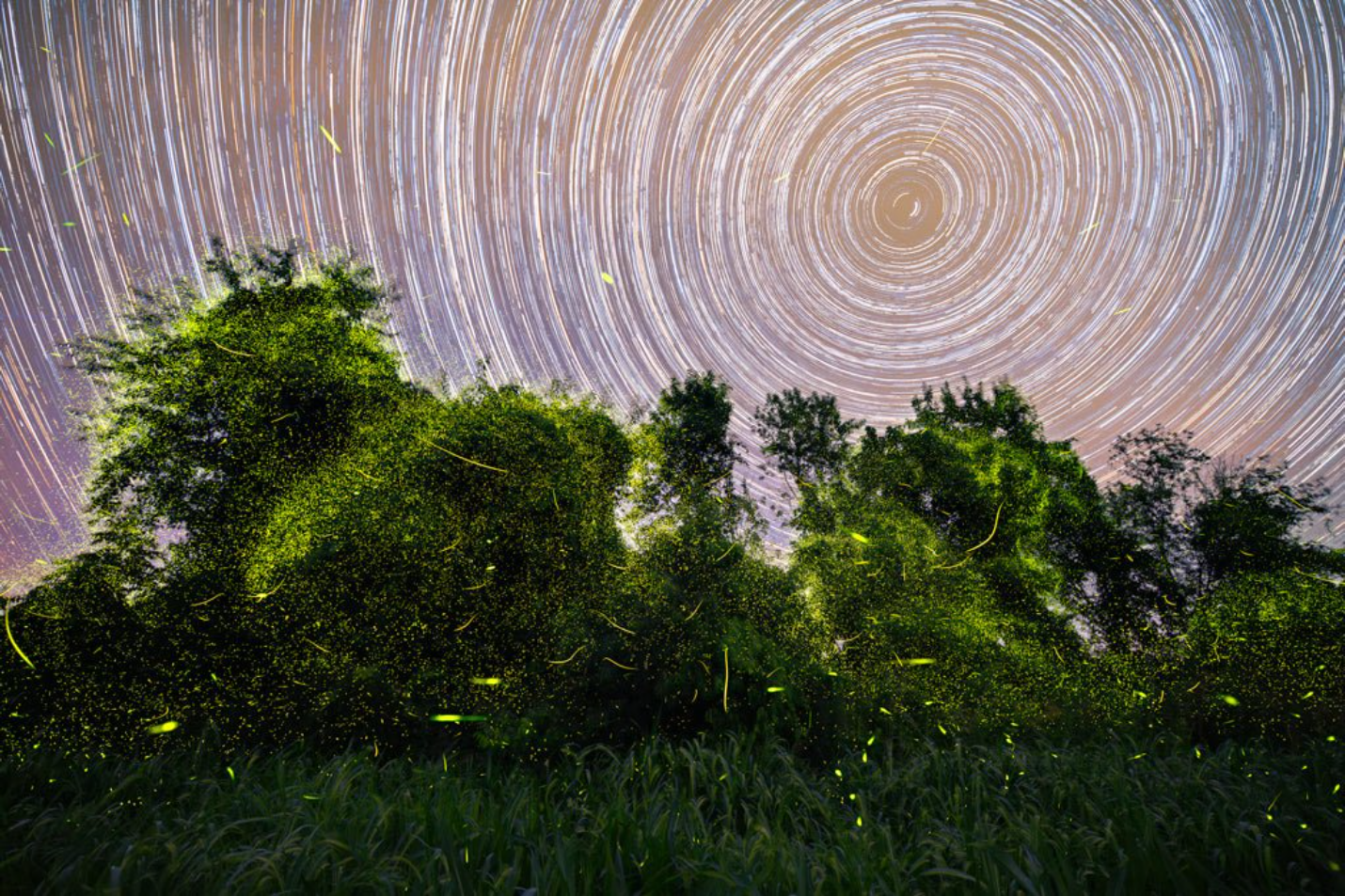 Fireflies and Star Trails