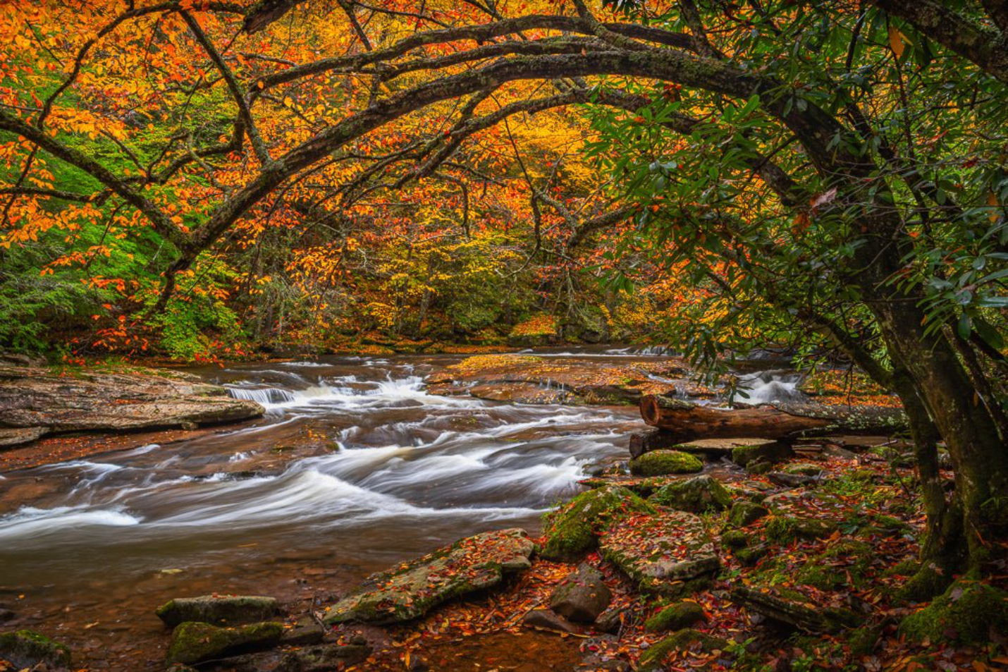 Williams River Autumn Hues