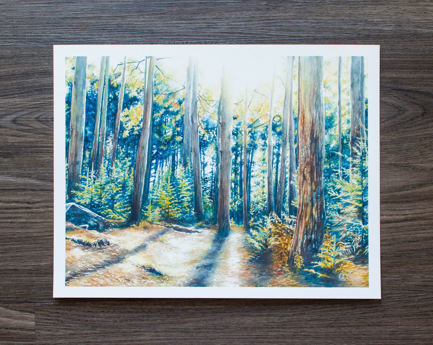 Dolly Sods Forest Shadow Print: 10" x 8"