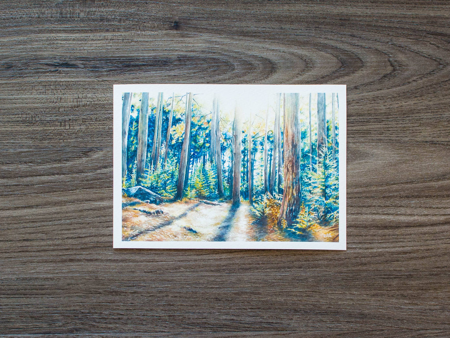 Dolly Sods Forest Shadow Print: 10" x 8"