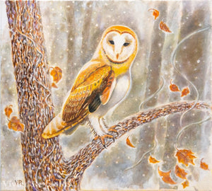 Barn Owl