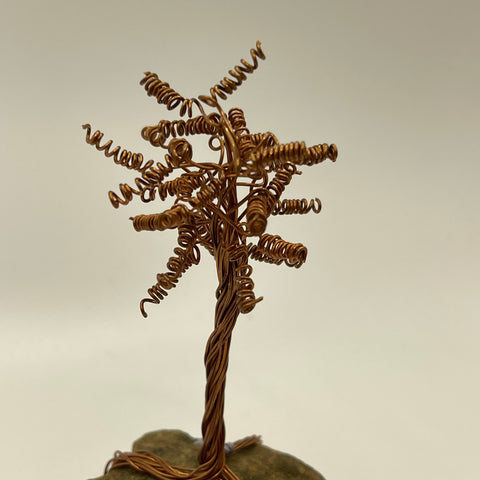 Curly Copper Tree