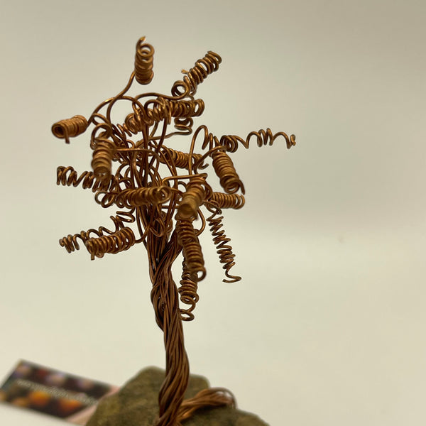 Curly Copper Tree