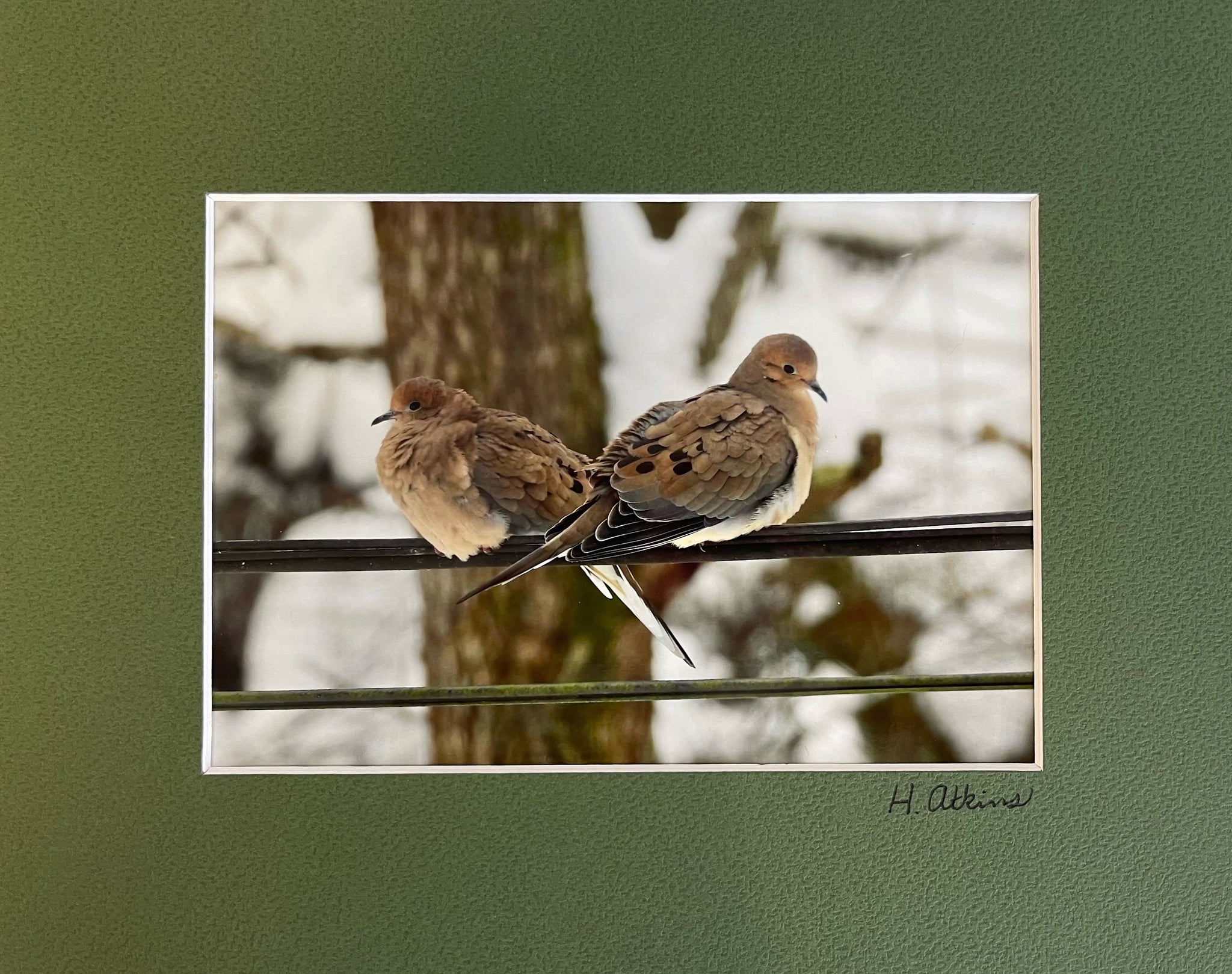 Morning Doves