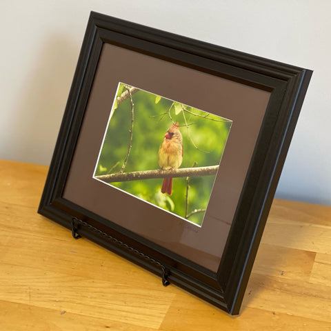 Female Cardinal