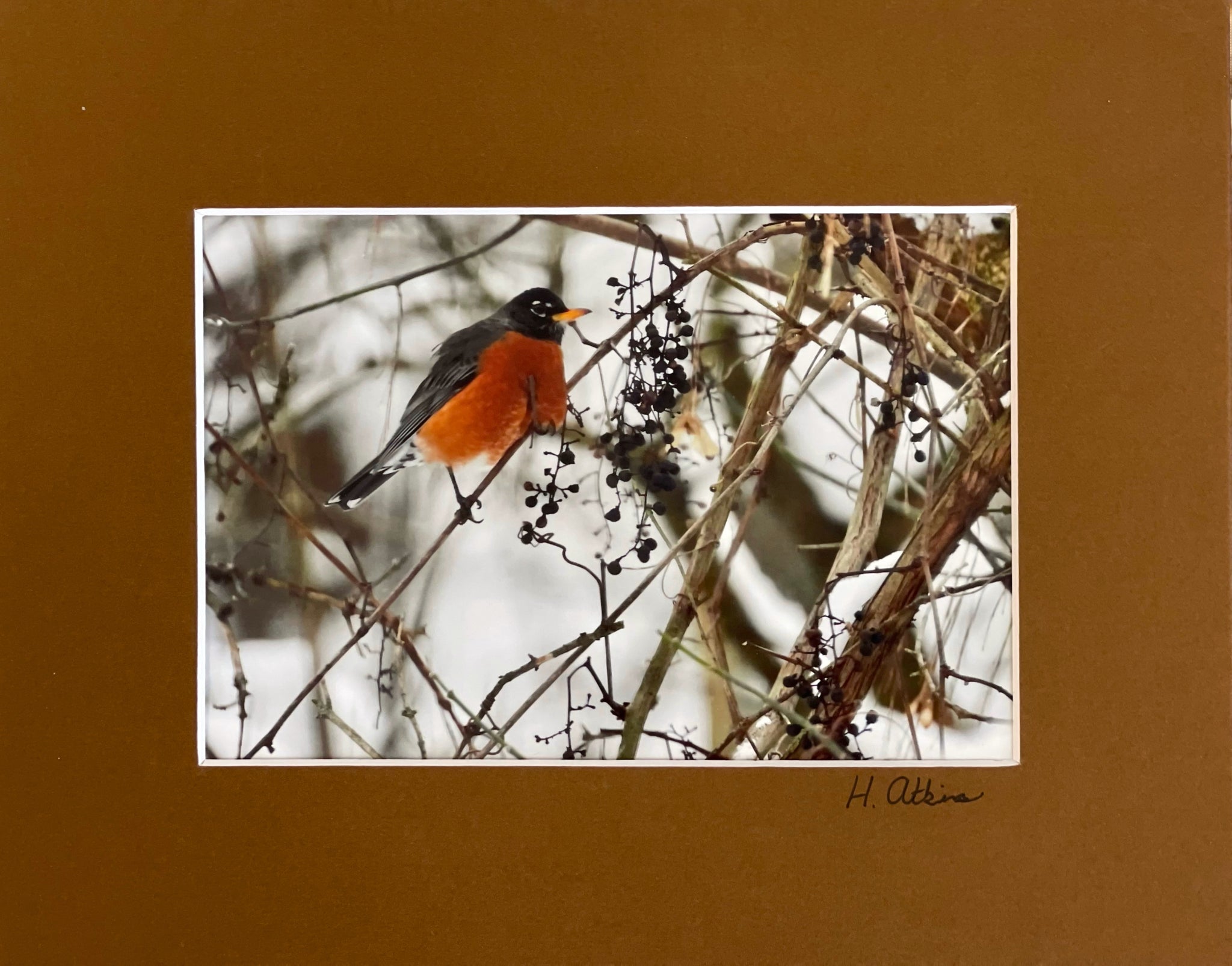 American Robin