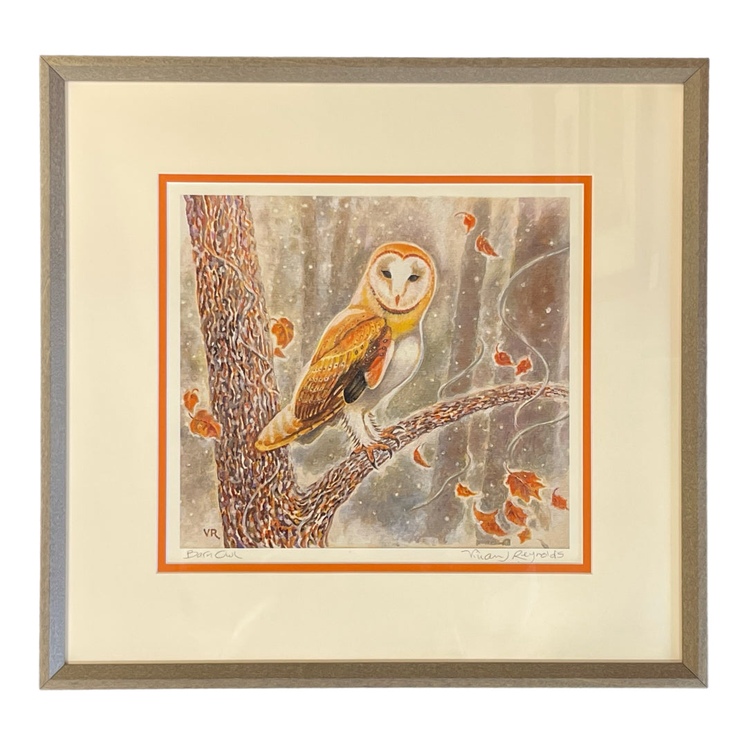 Barn Owl