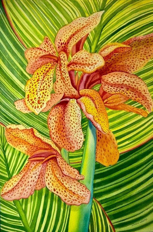 Canna II