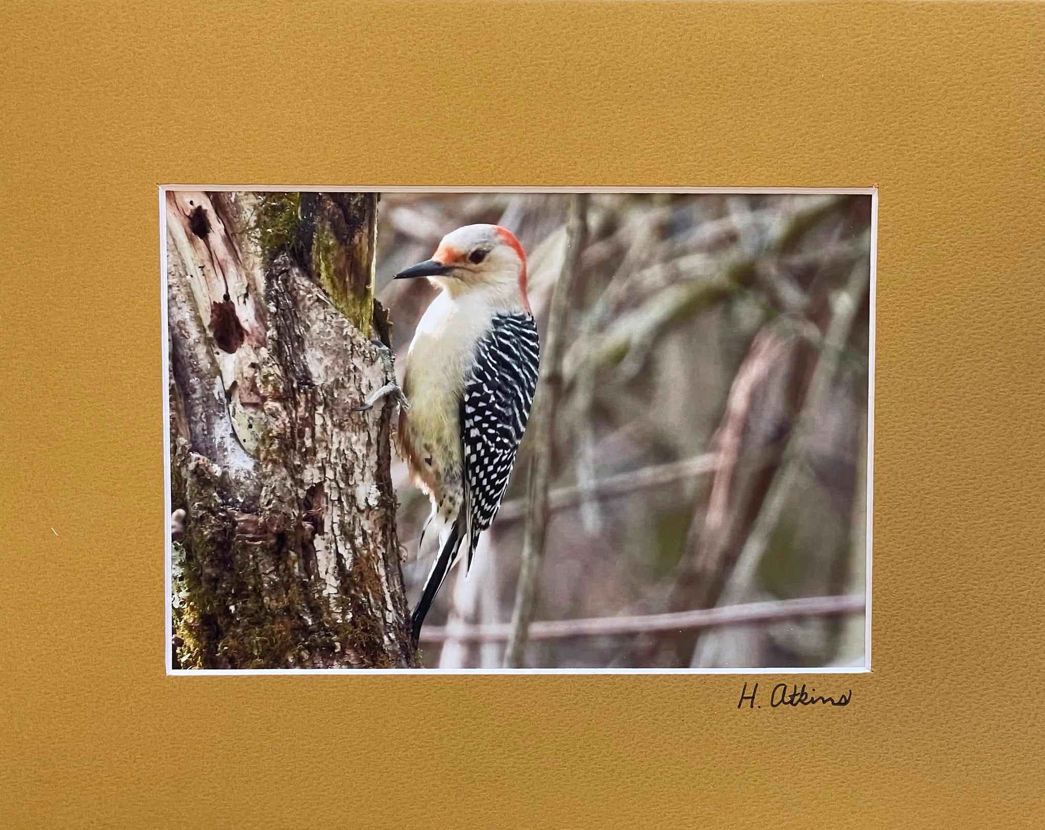 Red Bellied Woodpecker Female